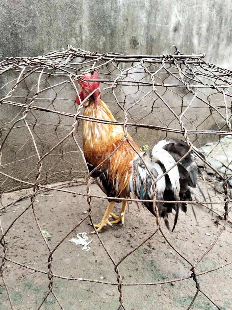 Gà trống 9 tháng màu Nâu, trắng, đen. Mua bán Gà tại Huyện Trà Cú Trà Vinh được đăng bởi Tài Trà Cú hình 1