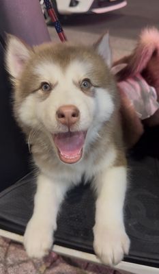 Alaska đực phấn mặt tim 5 tháng tuổi