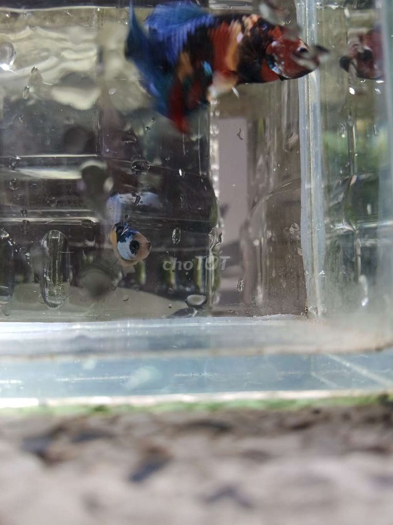 Cá betta. Mua bán Thú cưng khác tại Huyện Trà Ôn Vĩnh Long được đăng bởi Hồng Thúy hình 4