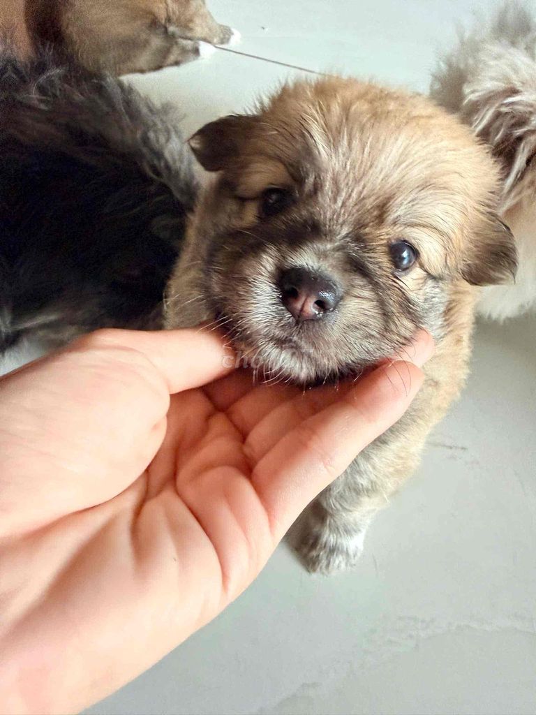Chó Lai Póc Nhật Poodle 1 tháng. Mua bán Chó tại Quận 8 Tp Hồ Chí Minh được đăng bởi Trà hình 1