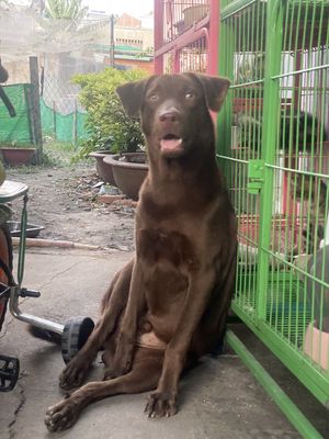 Chó Labrado Lai / 8 tháng