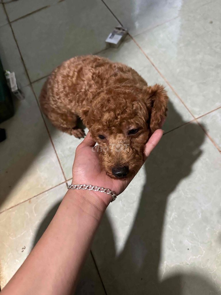 Chó Poodle Nâu đỏ. Mua bán Chó tại Thành phố Buôn Ma Thuột Đắk Lắk được đăng bởi Nào Giàu Đổi Tên hình 1