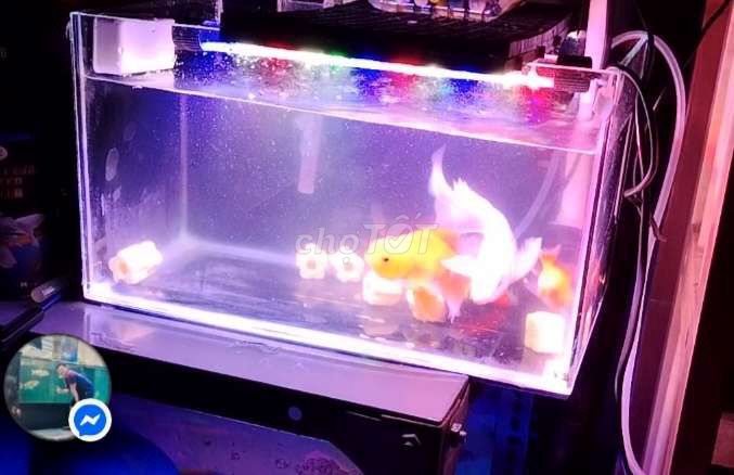 Bể cá cảnh Kính. Mua bán Phụ kiện, Thức ăn, Dịch vụ tại Quận 4 Tp Hồ Chí Minh được đăng bởi Đuc Lê hình 1