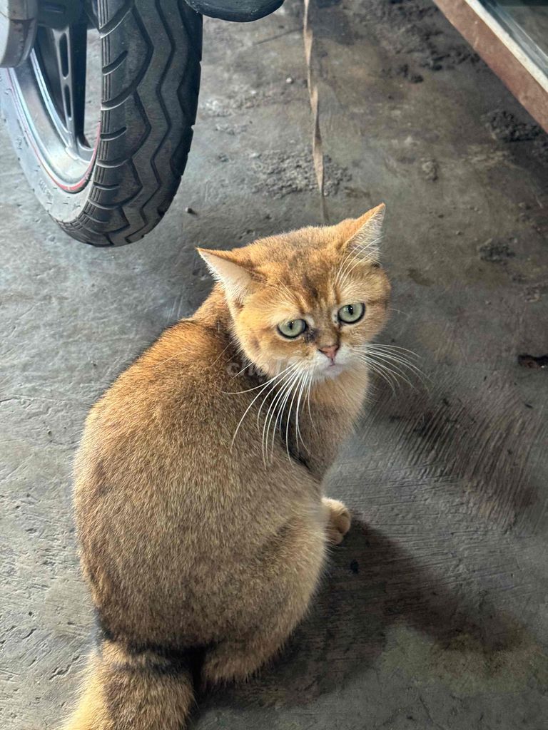 Mèo Anh lông ngắn Golden đực hơn 1 năm. Mua bán Mèo tại Thành phố Bà Rịa Bà Rịa - Vũng Tàu được đăng bởi Lam Nhi hình 1