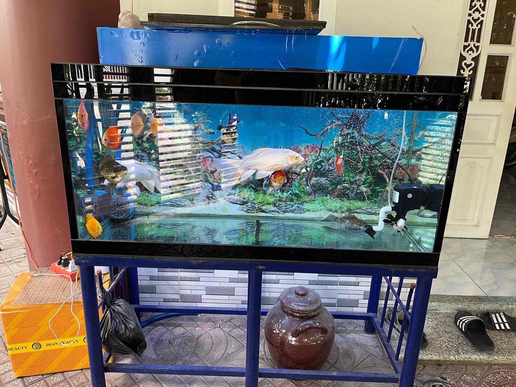 Thanh lý cá và hồ