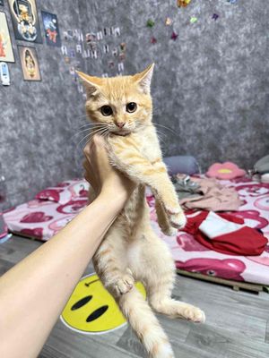 Aln đực tặng balo. Mua bán Mèo tại Quận Bắc Từ Liêm Hà Nội được đăng bởi Thanh Thảo