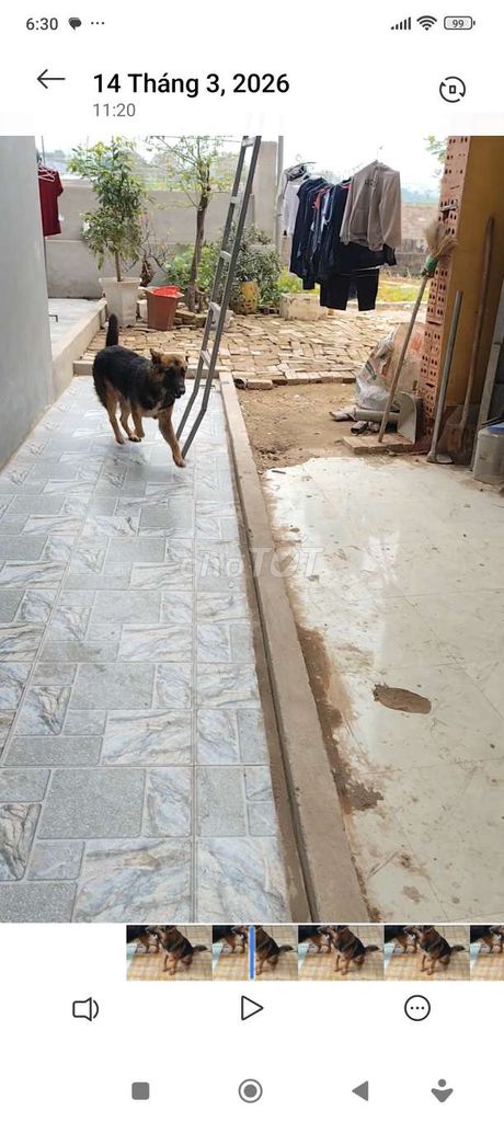 Chó Becgie Đen vàng. Mua bán Chó tại Huyện Lập Thạch Vĩnh Phúc được đăng bởi mui kim hình 1