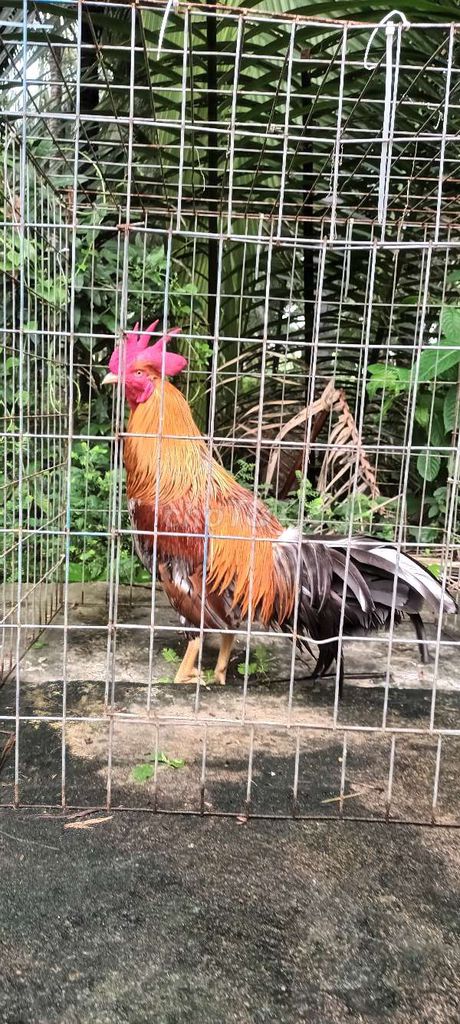 Xám lá. Mua bán Gà tại Huyện Mỏ Cày Nam Bến Tre được đăng bởi gà bến tre hình 1