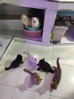 Mèo con 2 tháng tuổi cần tìm sen yêu thương. Mua bán Mèo tại Quận Bình Tân Tp Hồ Chí Minh được đăng bởi Phương Anh