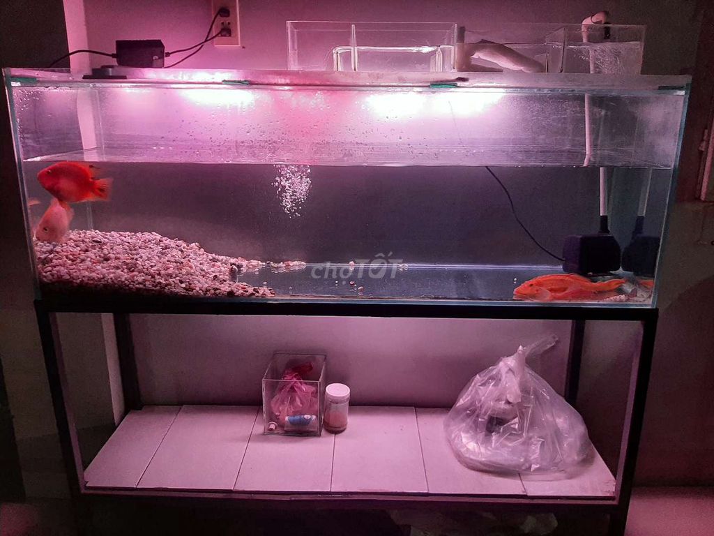 Hồ cá kính 140x50x40cm. Mua bán Phụ kiện, Thức ăn, Dịch vụ tại Huyện Hòa Thành Tây Ninh được đăng bởi Gấu Panda hình 1