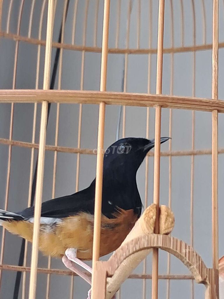 Cam đen 1 chấm bông. Mua bán Chim tại Thành phố Thuận An Bình Dương được đăng bởi Hoàng Hà hình 1