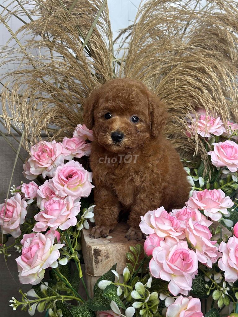 Chó Poodle Nâu con. Mua bán Chó tại Huyện Kiên Lương Kiên Giang được đăng bởi Huỳnh Sang hình 1
