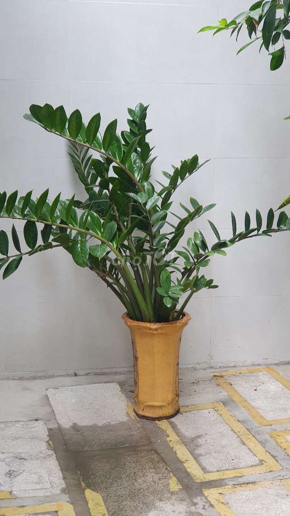 Cây kim tiền. Mua bán Cây cảnh, đồ trang trí tại Quận Thanh Khê Đà Nẵng được đăng bởi ZKS Store hình 2