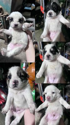 CHÓ CON SIÊU ĐÁNG YÊU TẠI CẦN THƠ