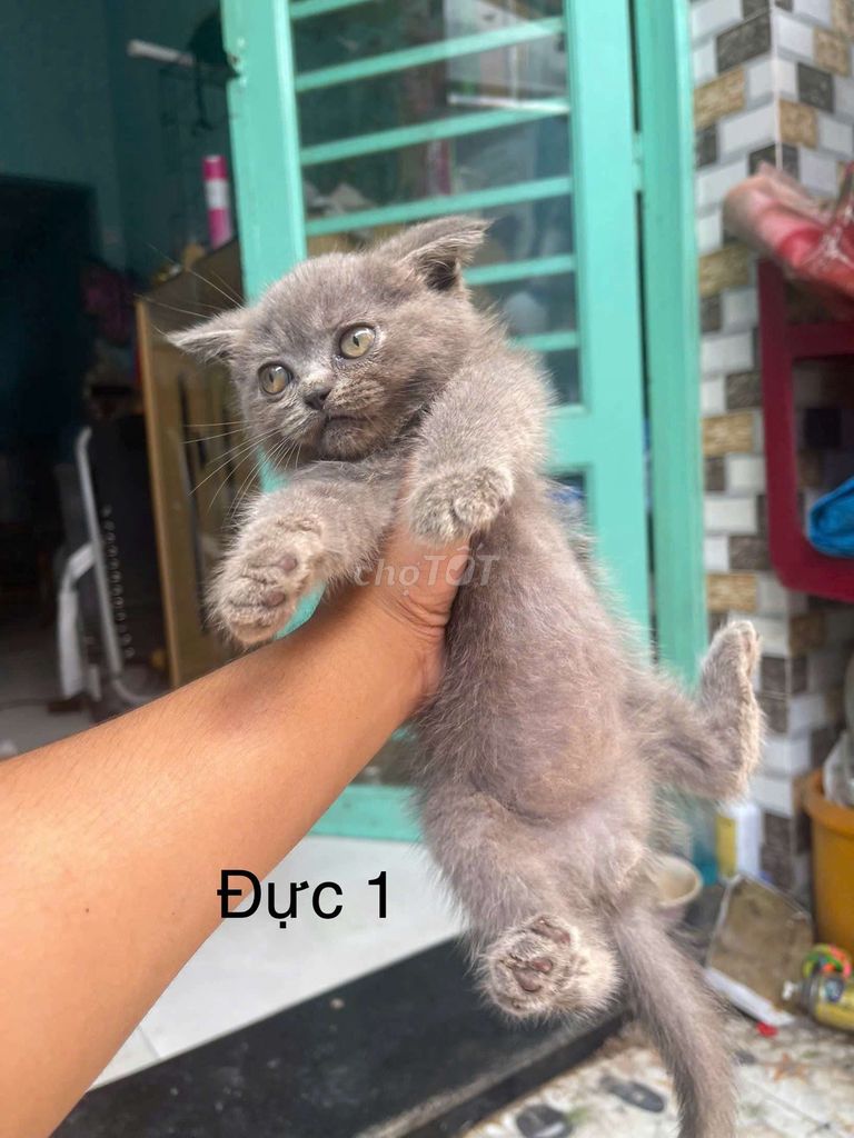 Mèo lai ba tư và đen ALN. Mua bán Mèo tại Huyện Bình Chánh Tp Hồ Chí Minh được đăng bởi Trần Bảo Loan hình 1