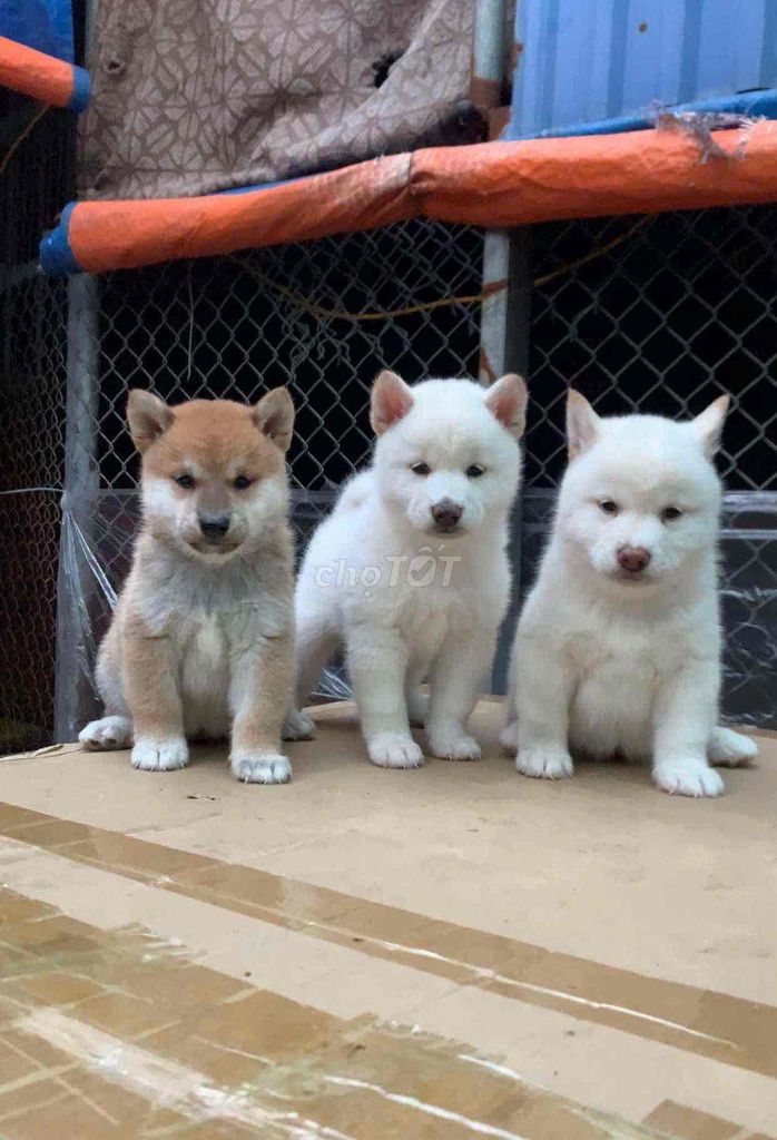 CHÓ SHIBA GIÁ TỪ 7🍠