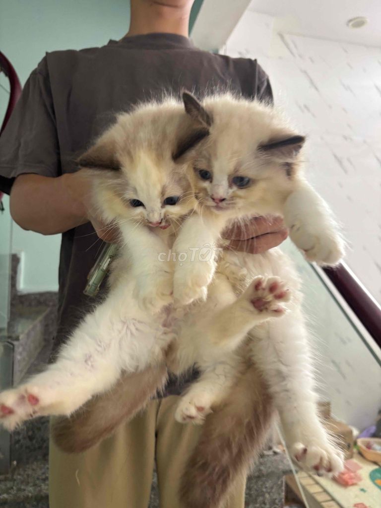 Mèo con Ragdoll Hải Phòng (bố mẹ đều có phả). Mua bán Mèo tại Quận Hồng Bàng Hải Phòng được đăng bởi Mỹ Nương hình 1