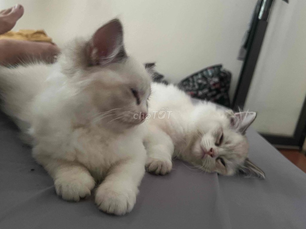 Ragdoll thuẩn chủng cái