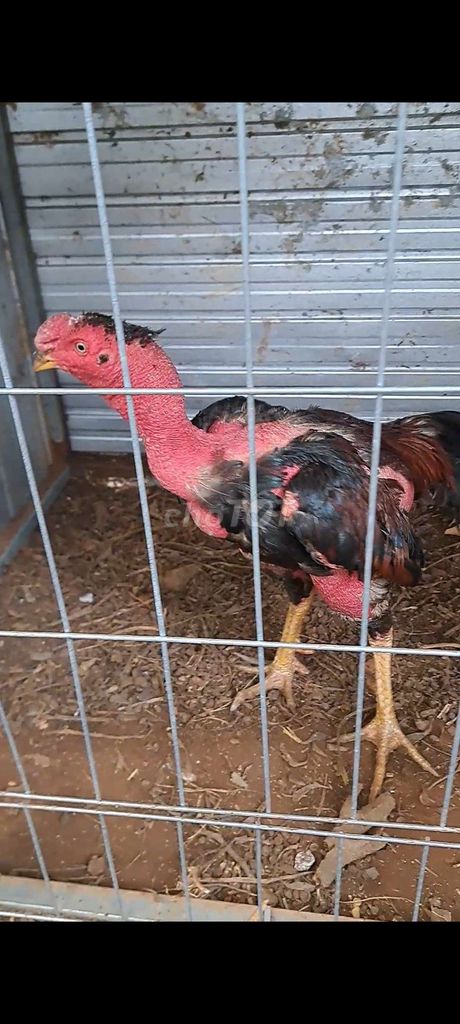 Gà chọi Gà Đòn Gà đúc mái Tía cưa lông 1 ăn 2 sao. Mua bán Gà tại Huyện Di Linh Lâm Đồng được đăng bởi Thành hình 1