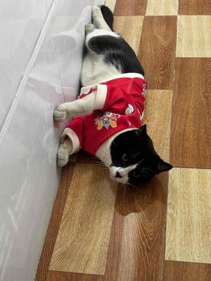 Mèo tuxedo trắng đen ngoan hiền. Mua bán Mèo tại Quận Bình Thạnh Tp Hồ Chí Minh được đăng bởi Ẩn