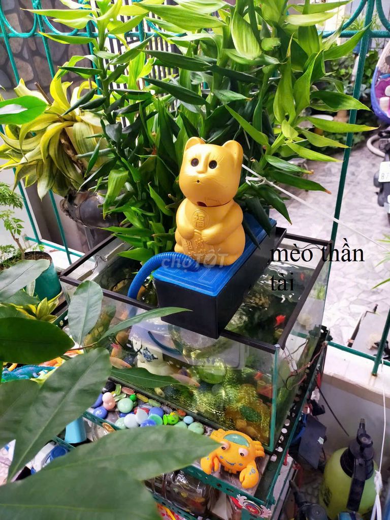 Mèo thần tài nhựa Vàng trang trí. Mua bán Cây cảnh, đồ trang trí tại Quận Ninh Kiều Cần Thơ được đăng bởi CT hình 1