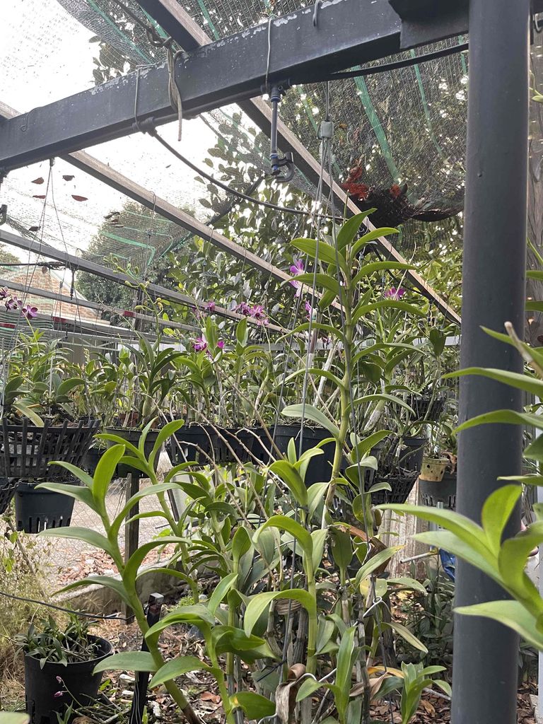 Phong lan Dendro nắng Nhỏ. Mua bán Cây cảnh, đồ trang trí tại Thị xã Bến Cát Bình Dương được đăng bởi Nguyễn hình 1