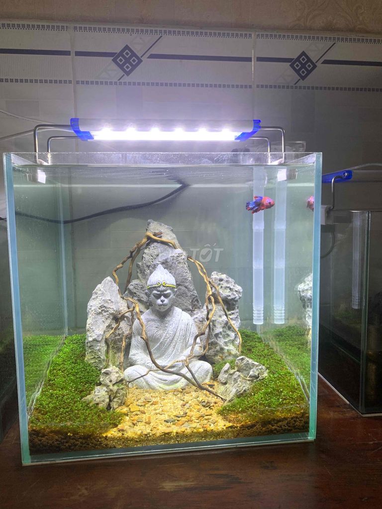 betta nuôi thuỷ sinh. Mua bán Thú cưng khác tại Huyện Hóc Môn Tp Hồ Chí Minh được đăng bởi Hưng hình 2