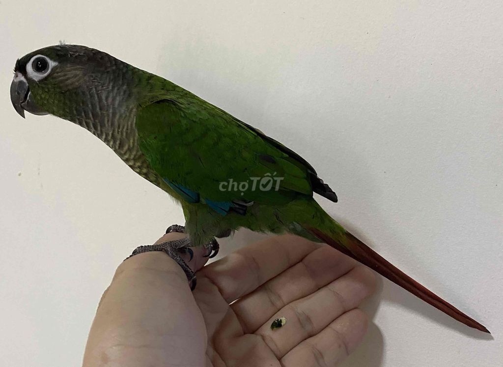Vẹt greencheck conure normal quấn chủ và hiền ❤️. Mua bán Chim tại Quận Phú Nhuận Tp Hồ Chí Minh được đăng bởi Huy hình 1