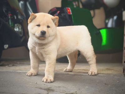 Chó Mông cộc cái lưỡi đốm 80%