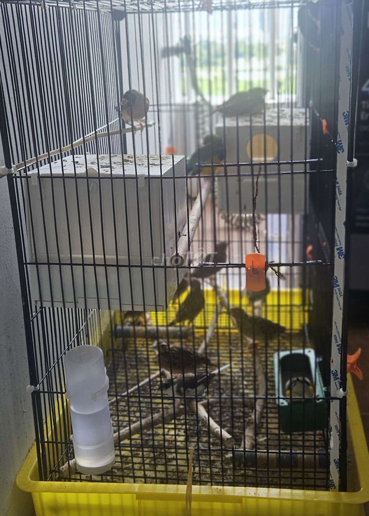 9 chim Sơn Ca giá 1.6Tr. Mua bán Chim tại Huyện Bình Chánh Tp Hồ Chí Minh được đăng bởi A Phương hình 1