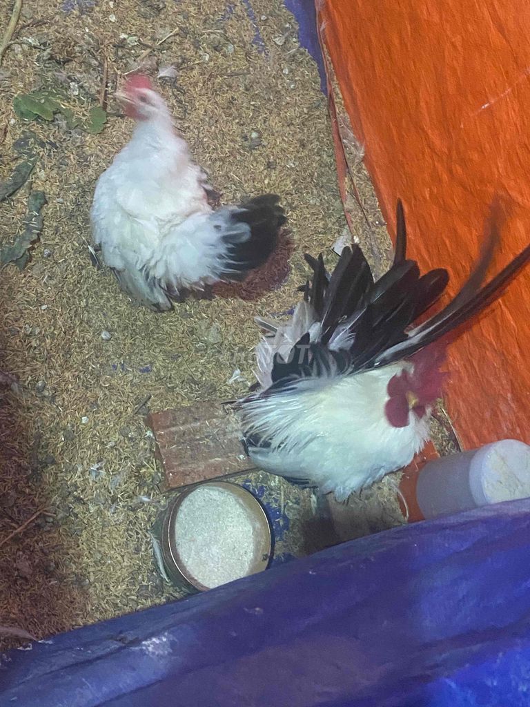 Gà Rutin cả hai 7 năm. Mua bán Gà tại Quận Nam Từ Liêm Hà Nội được đăng bởi Phan Thị Quỳnh Ho hình 1