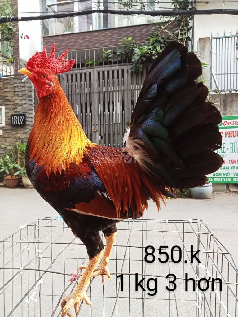 1 kg 3 hơn điều lá gà zin