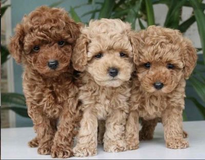 poodle nhà đẻ đẹp lông xoăn tít mõm ngắn. Mua bán Chó tại Quận Thanh Khê Đà Nẵng được đăng bởi Chaien Pet Shop