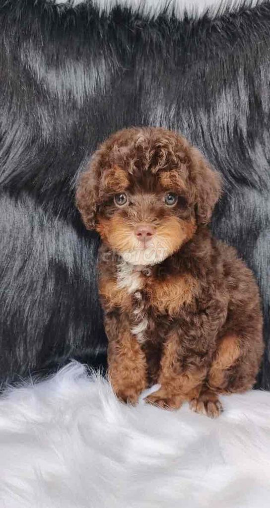 Chó Poodle Socola 2 tháng tuổi. Mua bán Chó tại Thành phố Thủ Đức Tp Hồ Chí Minh được đăng bởi Thanh Hoa hình 1