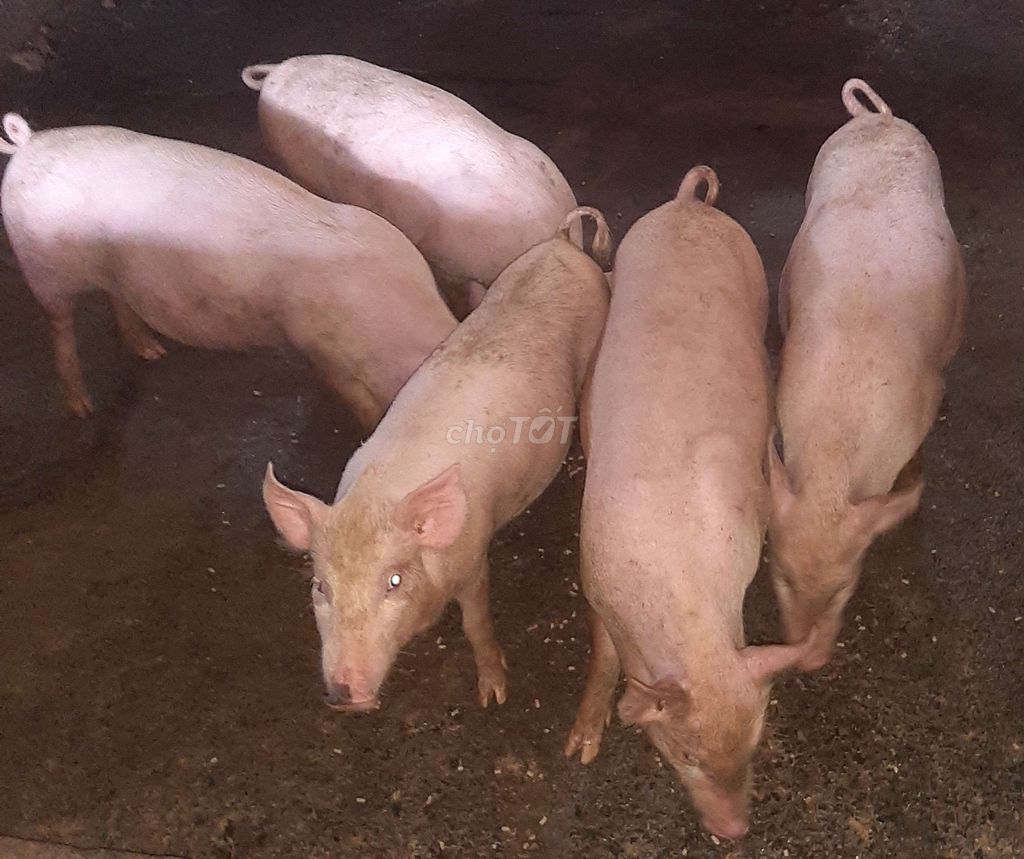 Heo Trắng 5 con. Mua bán Thú cưng khác tại Huyện Củ Chi Tp Hồ Chí Minh được đăng bởi Tài Pham hình 1