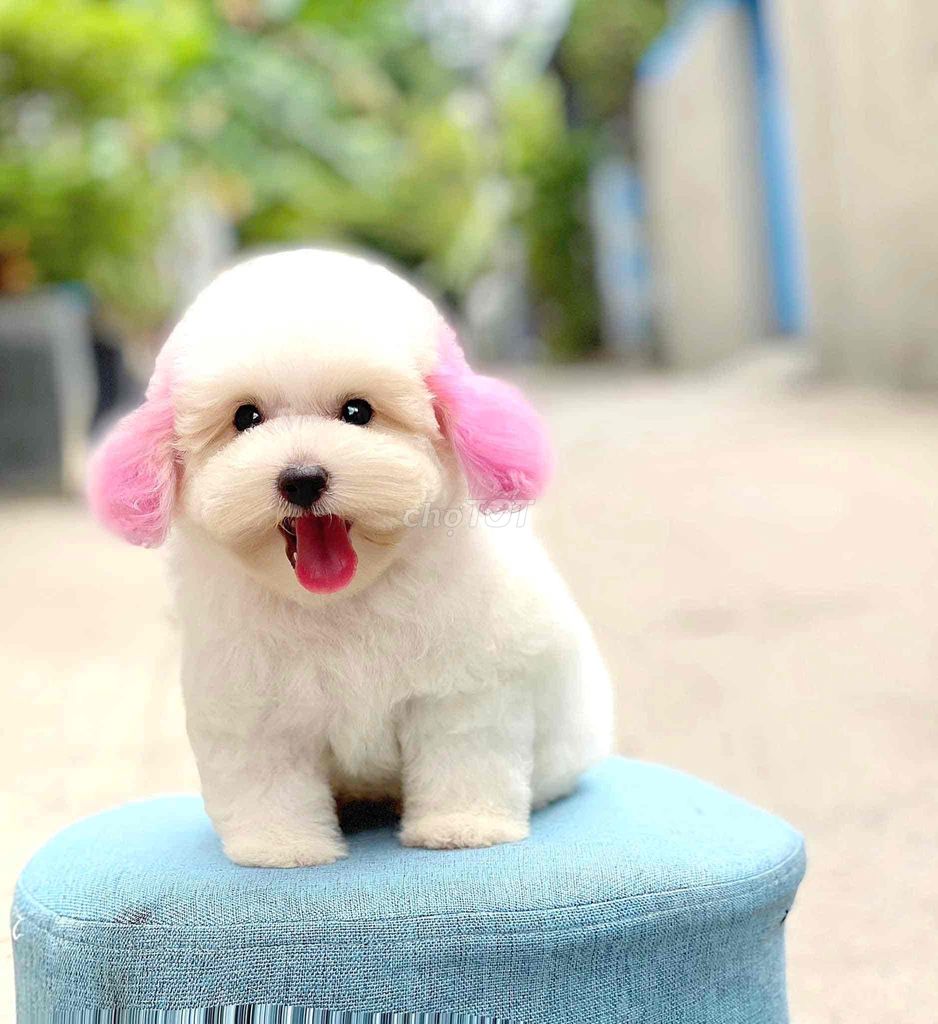 be cái đáng iu ạ poodle