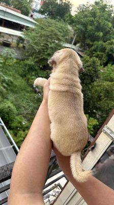 Pug thuần nhà trồng chân lùn đáng êu