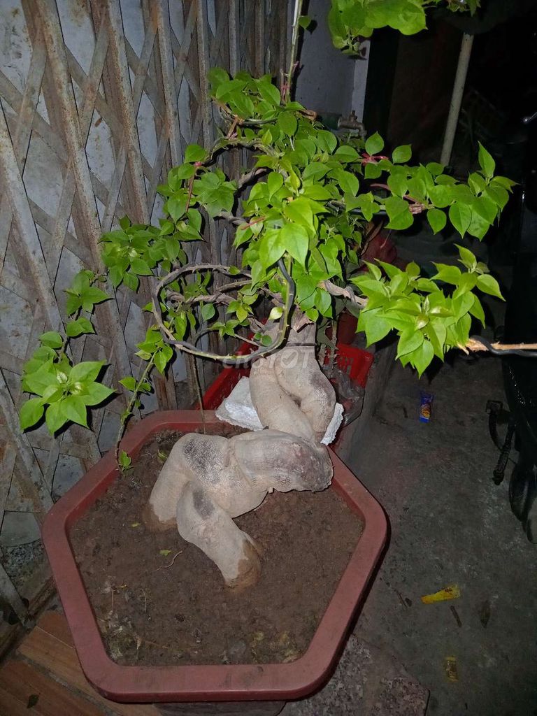 Ban cay canh bonsai