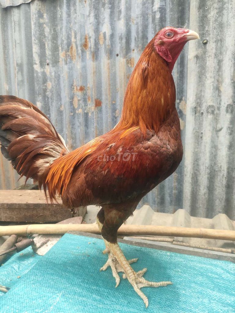 Gà trống Nâu đỏ 1.5 kg 1 mắt. Mua bán Gà tại Thành phố Thủ Đức Tp Hồ Chí Minh được đăng bởi tran manh khang hình 1
