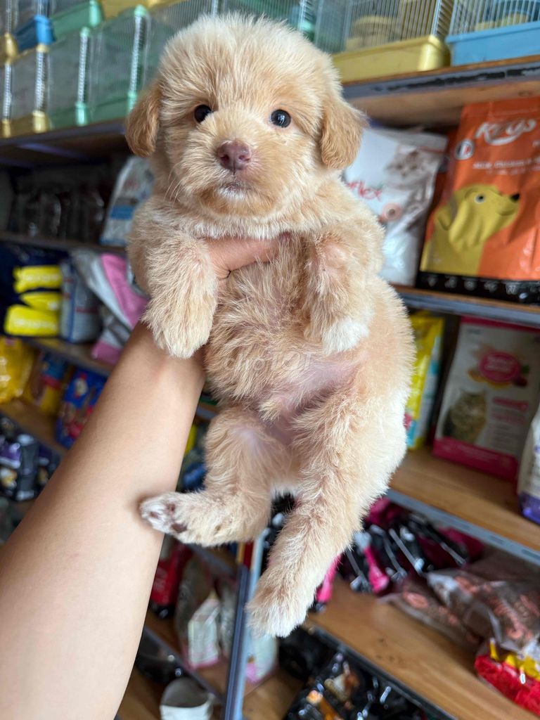 Chó Poodle lai Nhật xinh cute. Mua bán Chó tại Thành phố Buôn Ma Thuột Đắk Lắk được đăng bởi Khoa hình 1