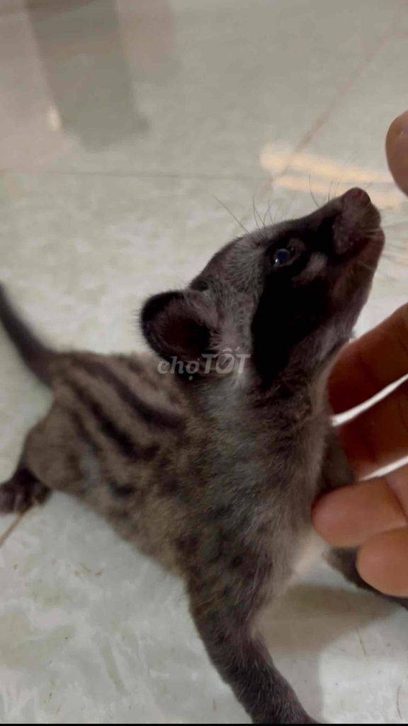Chồn Hương  con. Mua bán Thú cưng khác tại Huyện Xuyên Mộc Bà Rịa - Vũng Tàu được đăng bởi Quang Vinh hình 1