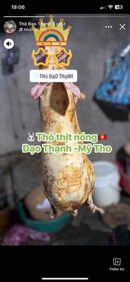 Thỏ thịt. Mua bán Đồ ăn, thực phẩm và các loại khác tại Thành phố Mỹ Tho Tiền Giang được đăng bởi Hưng