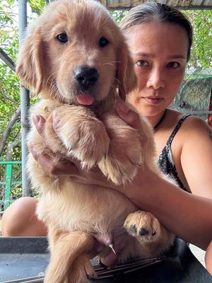 chó golden retriever