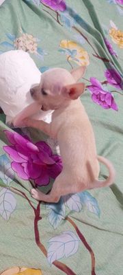 Tìm nhà mới cún chihuahua. Mua bán Chó tại Quận Cẩm Lệ Đà Nẵng được đăng bởi Trâm 