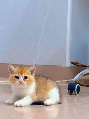 Mèo Bigolden