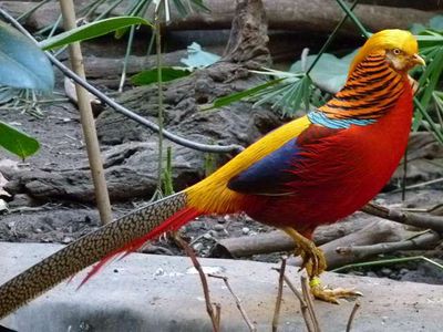 Chim trĩ 7 màu đỏ. Mua bán Chim tại Huyện Chư Sê Gia Lai được đăng bởi cucko