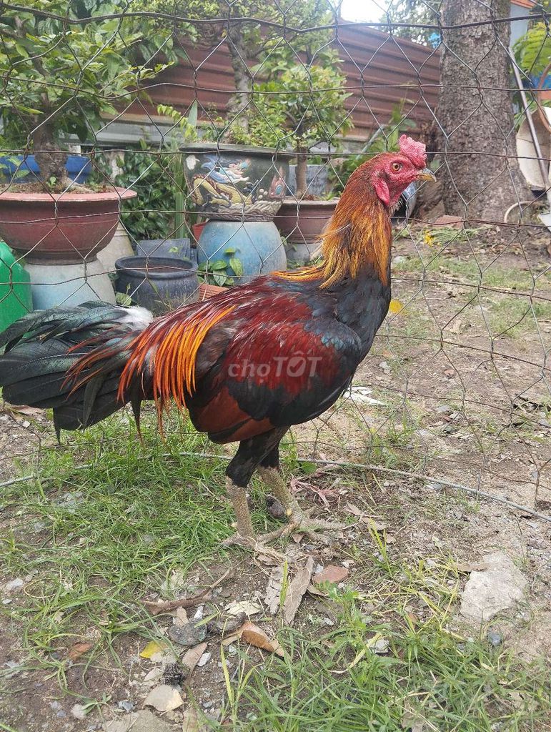 Gà trống điều tơ đực 2.4kg. Mua bán Gà tại Thành phố Dĩ An Bình Dương được đăng bởi le khoi hình 1