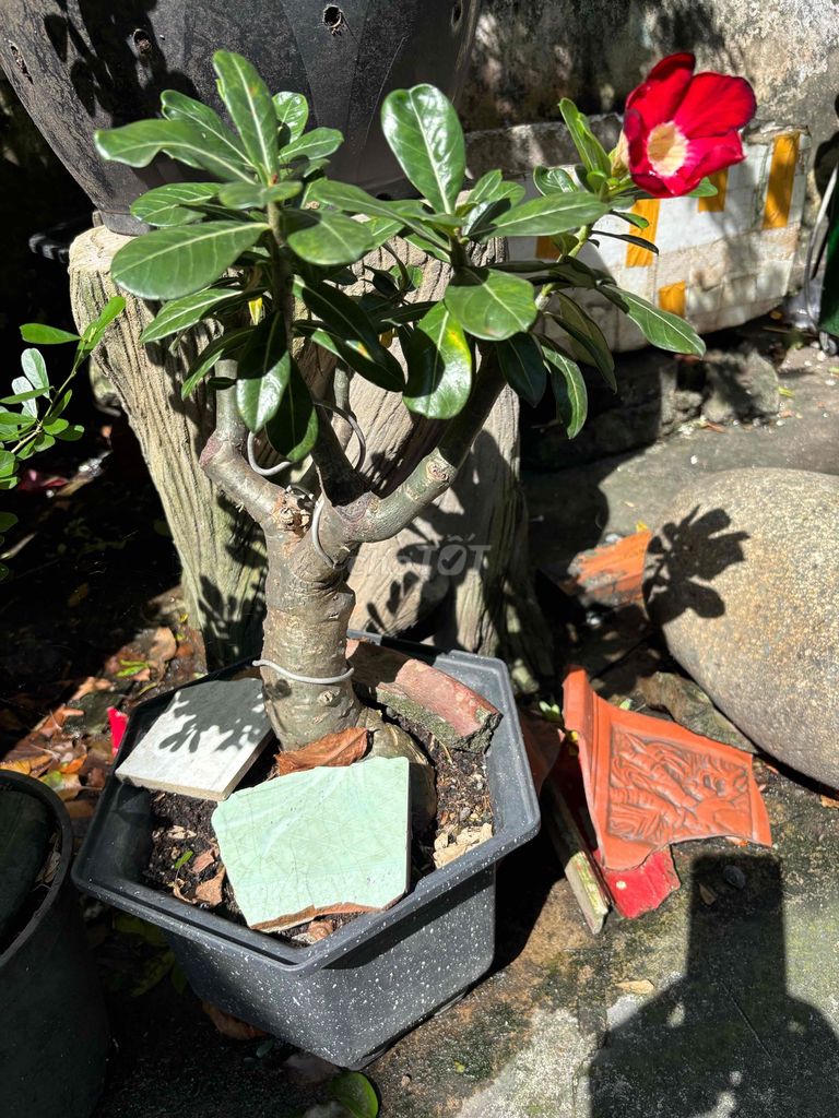 Hoa Sứ Thái Già Lâu Năm Màu Đỏ Thắm. Mua bán Cây cảnh, đồ trang trí tại Quận Tân Phú Tp Hồ Chí Minh được đăng bởi Bonsai gốm sứ nghệ thuật hình 1