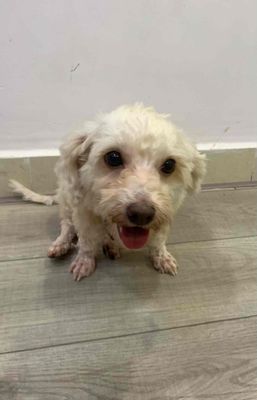 biết đi vệ sinh đúng chỗ đã tiêm 1 mũi vắc xin