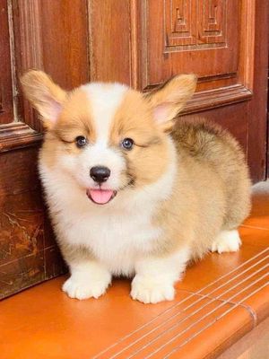 Bán chó corgi tại shop 130 đường 2:9 đà nẵng. Mua bán Chó tại Quận Hải Châu Đà Nẵng được đăng bởi Chó Cảnh Đà Nẵng 130 đường 2 9 
